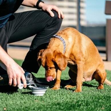 Dexas Collapsible Travel Cup travel bowl for dogs 6