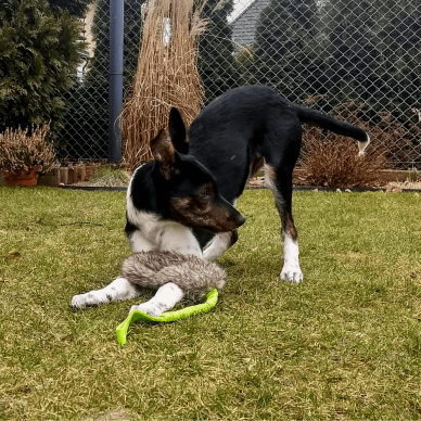 Faux fur tug with bungee handle  dirbtinio kailio žaislas šunims 3