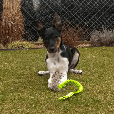 Faux fur tug with bungee handle dog toy 4