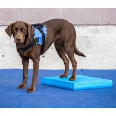 FitPAWS® Balance Pad balansinis padas šunims 3