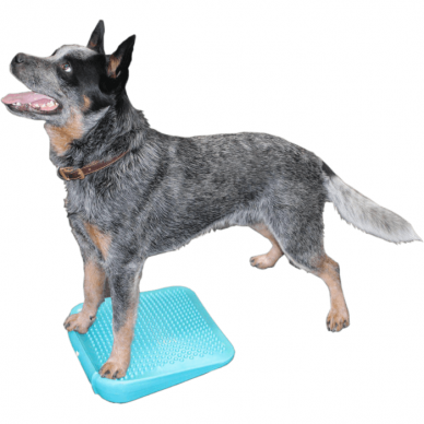 FITPAWS® RAMP balansinė pakopa šunims 1