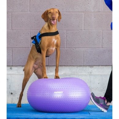 FitPAWS® TRAX Donut offers stability and versatility during dog  training 2