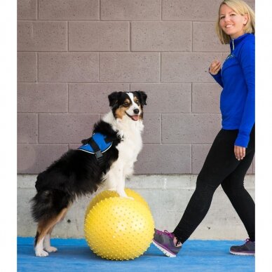 FitPAWS® TRAX™ Peanut  conditioning tool strengthens the muscles of the entire body. 2