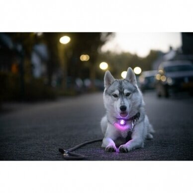 Orbiloc Dog Dual saugos lemputė šunims 15