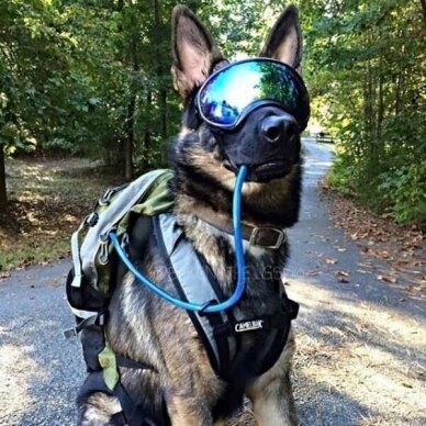 REX SPECS DOG GOGGLES apsauginiai akiniai šunims 6