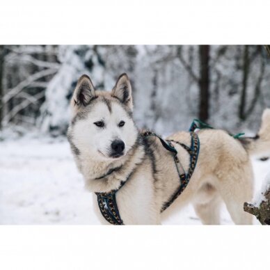 ManMat  SIBERIAN RACE harness pakinktai šunims 13