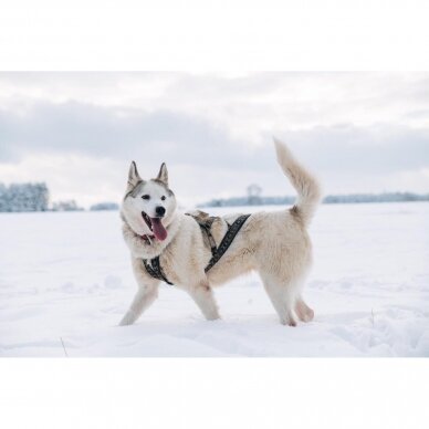 ManMat  SIBERIAN RACE harness pakinktai šunims 14