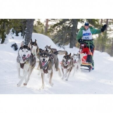 ManMat  SIBERIAN RACE harness pakinktai šunims 10