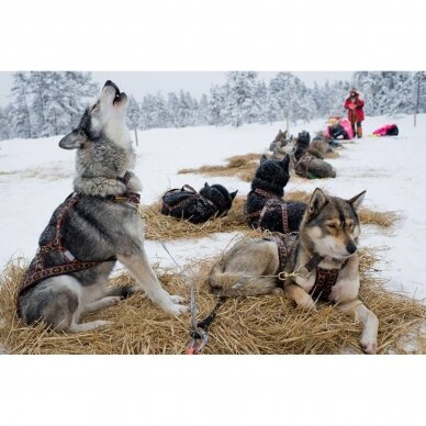 ManMat  SIBERIAN RACE harness pakinktai šunims 11