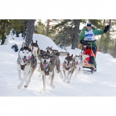 ManMat  SIBERIAN RACE harness pakinktai šunims 12