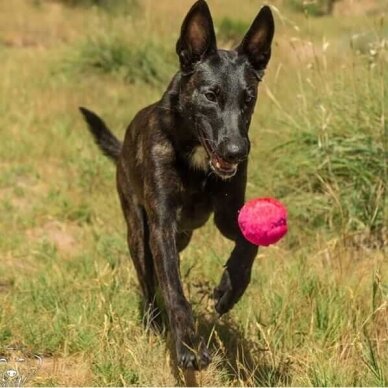 WACKYwalk'r Wunderball handmade dog ball 9