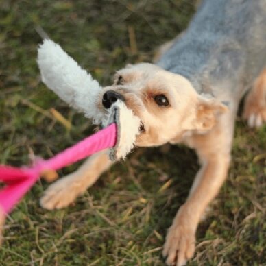 WOOL TUG -BUNGEE dog toy 4