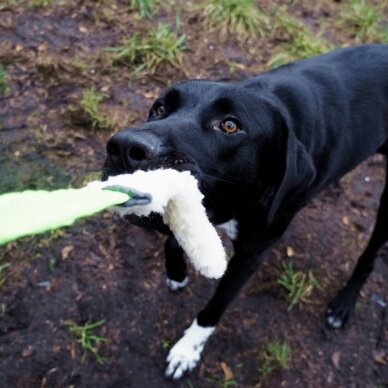 WOOL TUG -BUNGEE dog toy 5